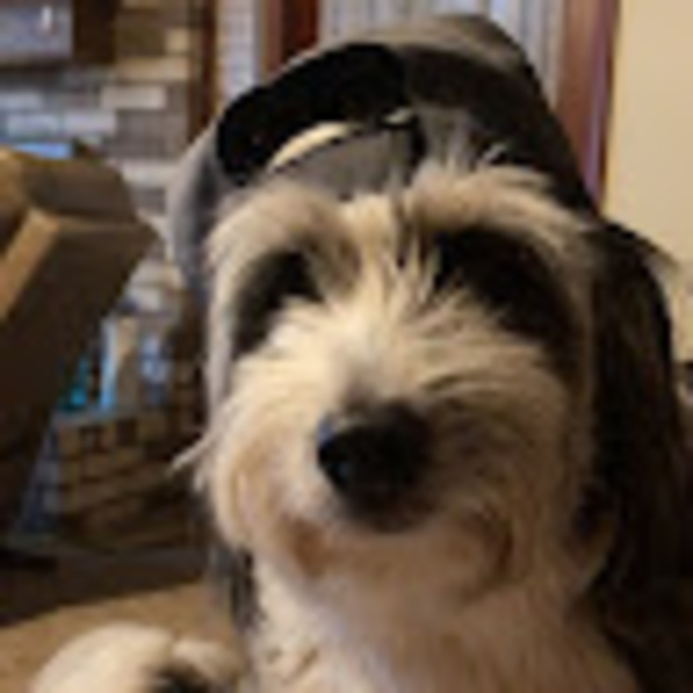 Meet your Posher, Bailey